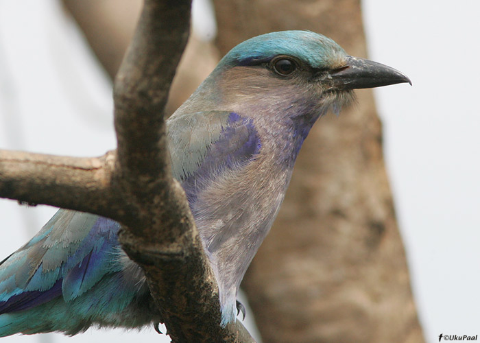 India siniraag (Coracias benghalensis) 
Kaziranga NP, aprill 2010

UP
Keywords: indian roller