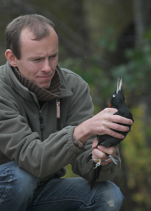 Kabli linnujaamas
Indrek on Eesti kogenumaid rõngastajaid. Seekord on saagiks musträhn. Oktoober, 2013.

UP 
Keywords: birders