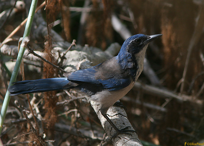 Aphelocoma insularis
California endeem, keda näeb vaid Santa Cruzi saarel. Santa Cruzi saar, California

UP
Keywords: island scrub jay