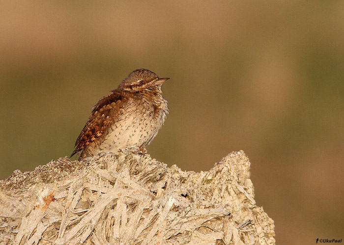 Väänkael (Jynx torquilla)
Läänemaa, mai 2011

UP
Keywords: wryneck