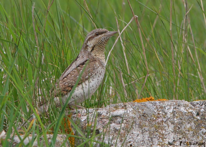 Väänkael (Jynx torquilla)
Sõrve linnujaam, 3.5.2008
Keywords: wryneck