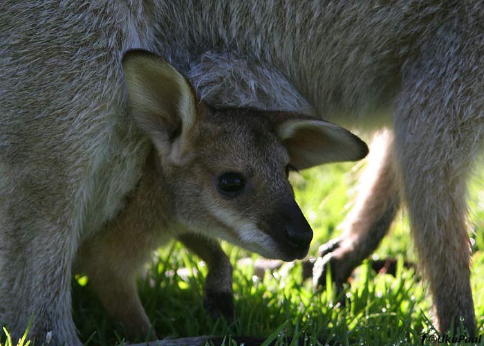 Känguru
Bunya Mt NP, Detsember 2007. Kohati on kängurud nii jultunud, et tulevad toitu norima. Harva nägi ka kukrus veetavat noorsugu.
Keywords: kangaroo