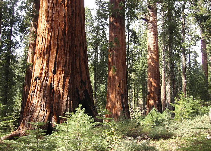 Hiidsekvoiad
Mariposa Grove, Yosemite Rahvuspark, California

L. Sadam
Keywords: Yosemite seqoia