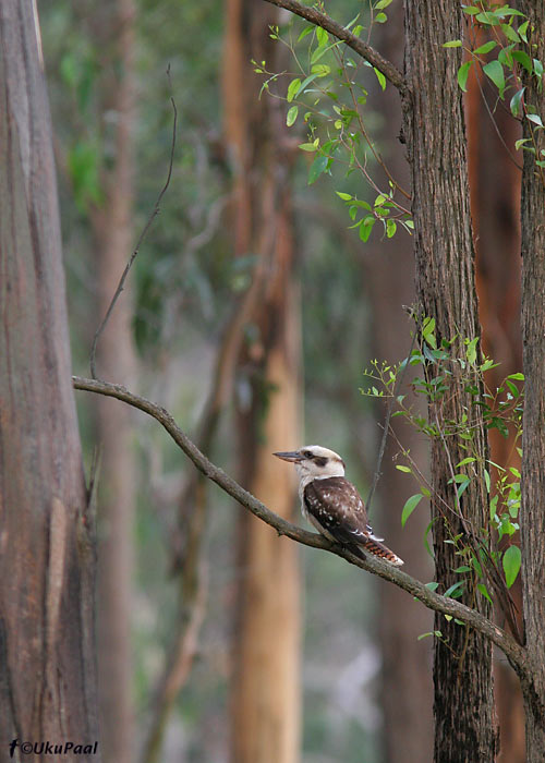 Kuukabarra (Dacelo novaguineae)
Mt. Taylor, November 2007. Üks Austraalia firmamärke. Suur lind kes teeb kõva kisa. 
Keywords: laughing kookaburra