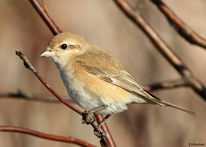 Kõnnuõgija (Lanius isabellinus isabellinus)
Haldi, Hiiumaa, 3.11.2012. Eesti 3. vaatlus. 3rd record for Estonia.

UP
Keywords: isabelline shrike daurian