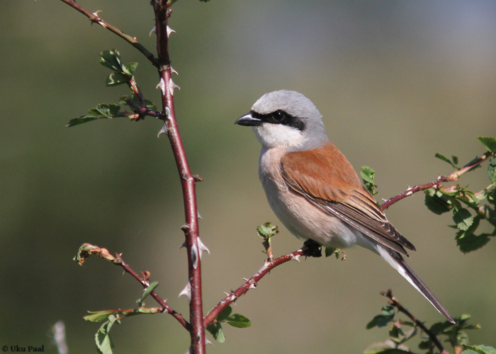 Punaselg-õgija (Lanius collurio) isane
Hiiumaa, juuni 2014

UP
Keywords: red-backed shrike