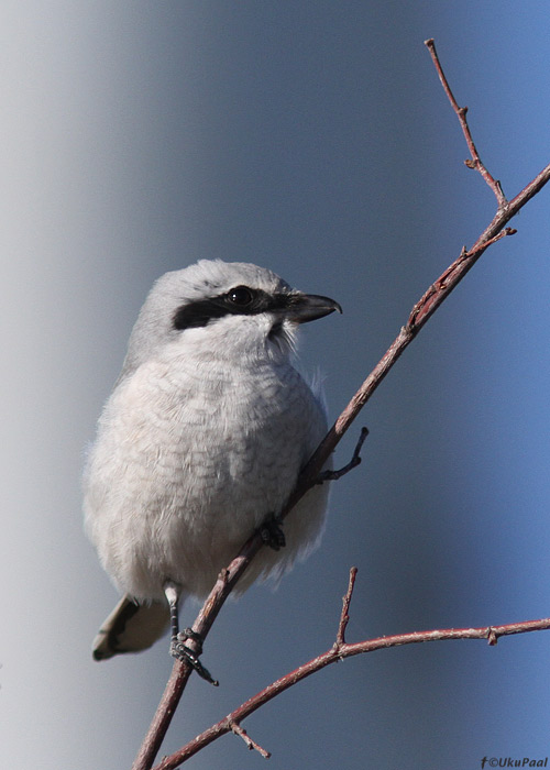 Hallõgija (Lanius excubitor)
Kihnu, september 2013

UP
Keywords: great grey shrike