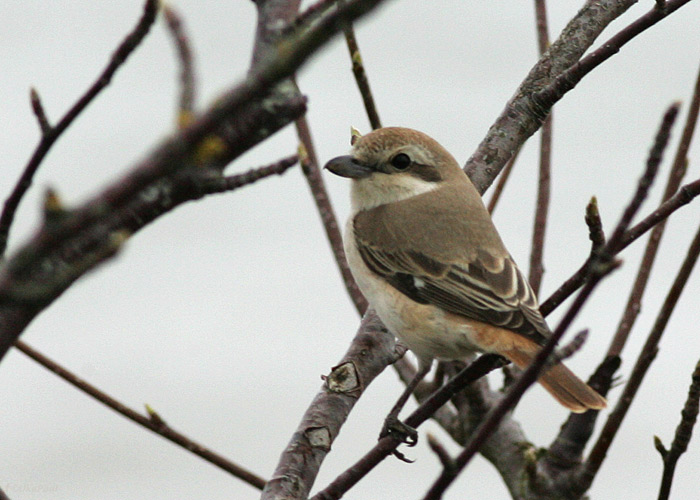 Kõnnuõgija (Lanius isabellinus phoenicuroides)
Sääre, Saaremaa, 29.4.2012. Eesti teine vaatlus.

Jan Nordblad
Keywords: isabelline shrike