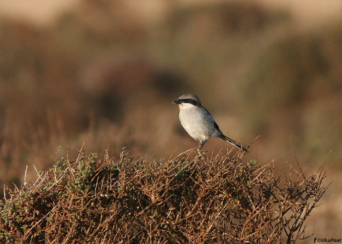 Lõuna-hallõgija (Lanius meridionalis)
Costa Calma, Fuerteventura, märts 2009

UP
Keywords: southern grey shrike