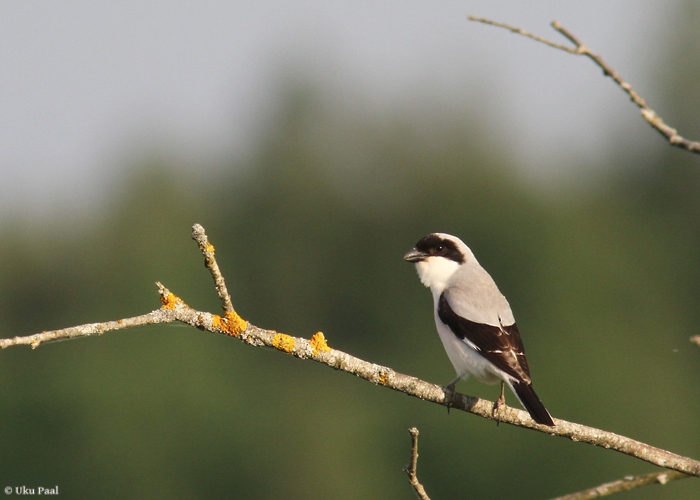 Mustlauk-õgija (Lanius minor)
Nõmmerga, Hiiumaa, 8.6.2014

UP
Keywords: lesser grey shrike