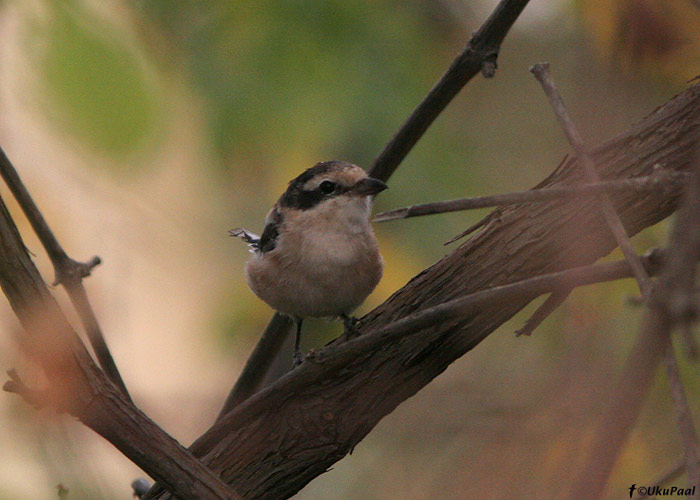 Valgelaup-õgija (Lanius nubicus)
Alanya, august 2008
Keywords: masked shrike