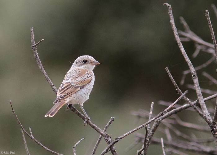 Punapea-õgija (Lanius senator)
Hispaania 2014

UP
Keywords: woodchat shrike