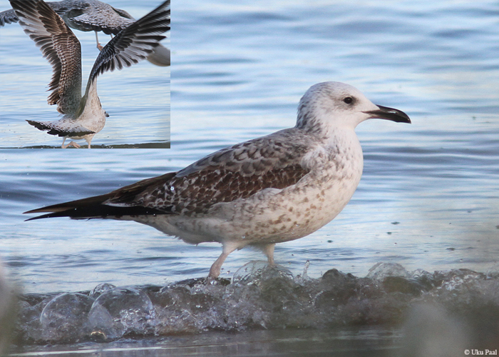 Kajakas sp. (Larus sp.)
Dirhami sadam, Läänemaa, 30.10.2014. Suurte kajakate seas on hübridiseerumine üsna levinud. Koldjalg-hõbekajaka ja hõbekajaka segakolooniaid on lähimatel aladel Poolas. Sellel linnul on mitmeid vastuolulisi tunnuseid mis ei sobi koldjalg-hõbekajakale:
- tertsiaalidel on peent mustrit
- suurte kattesulgede muster ei sobi
- päranipualal liiga palju tumedat
- tiivaluuk on liiga hele ja veidra mustriga, pigem hõbekajaka tüüpi

UP
Keywords: caspian gull