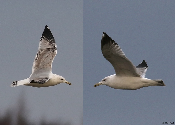 Larus sp
Laaksaare sadam , Tartumaa, 9.12.2015. P4 ja P5 muster, linnu noka struktuur ja värvus, iirise värvus jm. viitab koldjalg-hõbekajakale.

UP
Keywords: gull