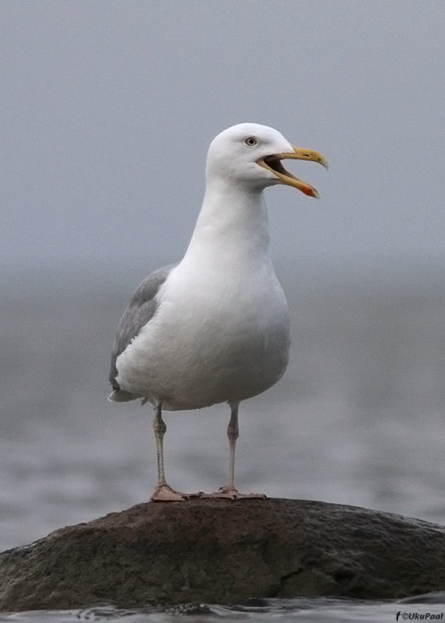 Hõbekajakas (Larus argentatus)
Saaremaa, aprill 2012

UP
Keywords: herring gull