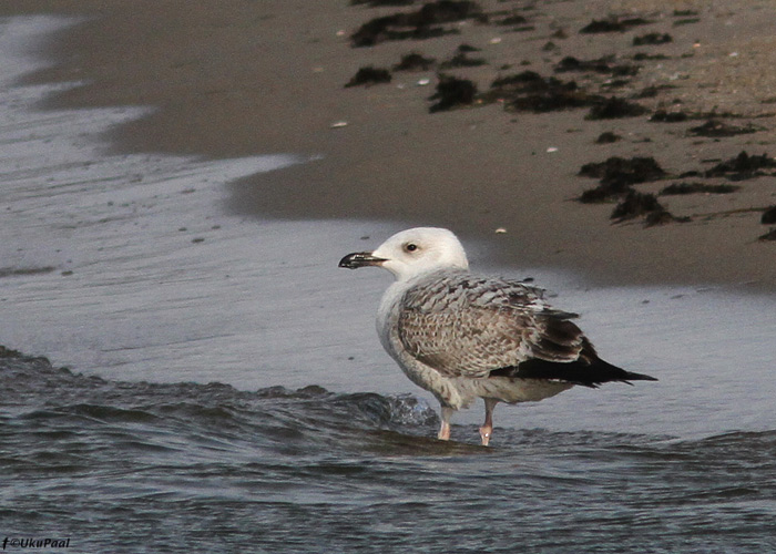 Hõbekajakas (Larus argentatus)
Läänemaa, 10.4.2013

UP
Keywords: herring gull