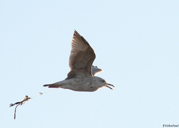 Hõbekajakas (Larus argentatus)
Pitkänä, Kihnu, 9.9.2013

UP
Keywords: herring gull