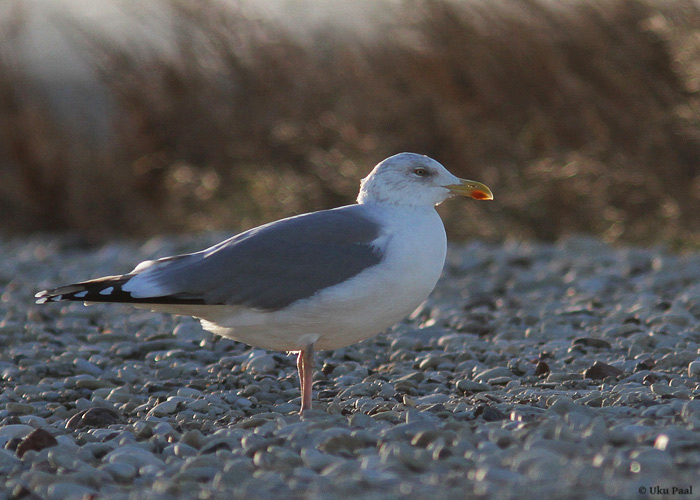 Hõbekajakas (Larus argentatus)
Saaremaa, detsember 2013

UP
Keywords: herring gull