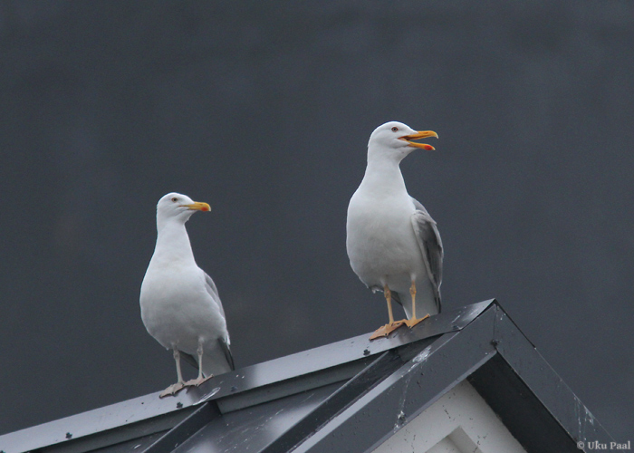 Hõbekajakas (Larus argentatus)
Saaremaa, juuni 2014

UP
Keywords: herring gull