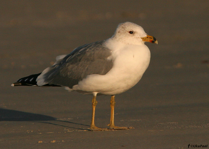 Armeenia hõbekajakas (Larus armenicus)
Ma’Agan Mikhael

UP
Keywords: armenian gull