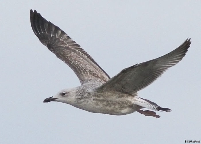 Koldjalg-hõbekajakas (Larus cachinnans)
Dirhami, Läänemaa, 21.10.2011

UP
Keywords: caspian gull