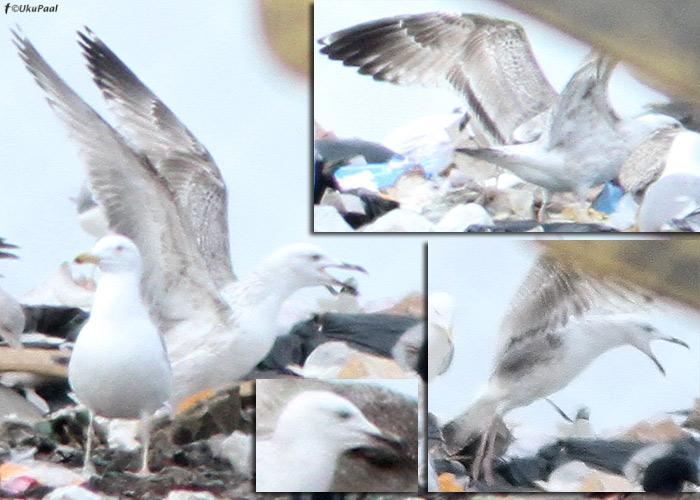 Koldjalg-hõbekajakas (Larus cachinnans)
Jõelähtme prügila, Harjumaa, 18.3.2012

Pane tähele, et P10 on vahetunud ja seega on tegemist 3a linnuga. 

UP
Keywords: caspian gull