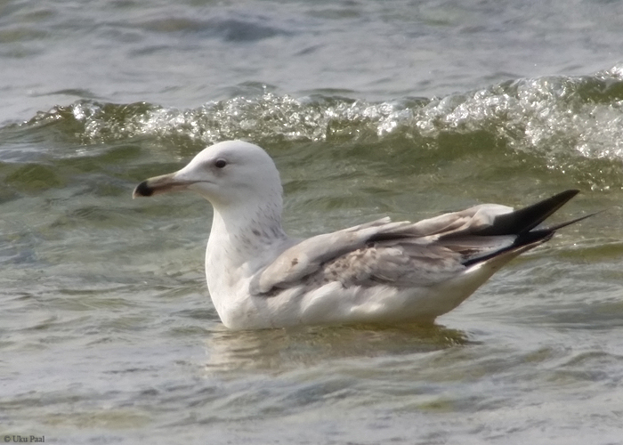 Koldjalg-hõbekajakas (Larus cachinnans) 3a
Kalana, Hiiumaa, 16.4.2016

UP
Keywords: caspian gull