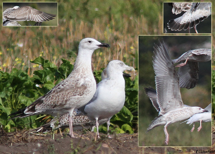 Koldjalg-hõbekajakas (Larus cachinnans) 1a
Rootsiküla, Kihnu, 10.9.2013. Nokk on küll kahtlaselt suur ja suurte kattesulgede muster pole ideaalne.

UP
Keywords: caspian gull