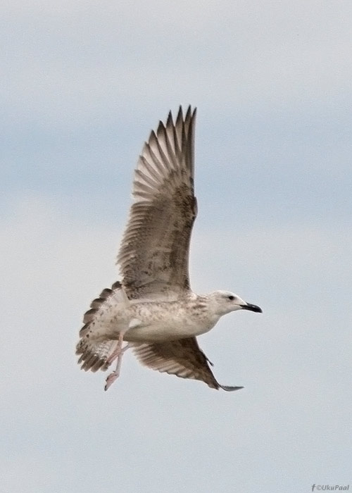 Koldjalg-hõbekajakas (Larus cachinnans)
20.9.2012, Mehikoorma, Tartumaa

UP
Keywords: caspian gull