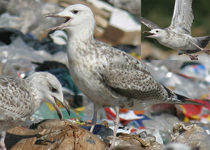 Koldjalg-hõbekajakas (Larus cachinnans)
Pärnu prügila, 7.8.2004

Foto ja kommentaarid: Visa Rauste

Sellises sulestikus isendi määramine võib olla üsna keeruline ilma häält kuulmata. Siiski antud juhul on määramisel kasutatud järgmiste tunnuste kombinatsiooni:
- puhasvalge pea
- üsna intensiivne viirustus kuklas ("kuklavöö")
-valge kõht kus vähe mustrit
- ülapool pole väga hele (nagu analoogsel hõbekajakal eeldaks), ja suured tiivakattesuled selgesti tumedad, moodustades ühtlase paneeli
- sisemiste küünrahoosulgede (tertsiaalide) keskosa tume
- tiiva alapoolel puhasvalged alad millede vahel tumedatest suletippudest moodustuvad tumedad piirjooned. Ka heledamatel hõbekajakatel analoogne muster võimalik, kuid siis on eeldatavasti kogu isendi üldmulje väga hele.
- sabatipu vööt ühtlaselt must, kontrasteerub heleda päranipualaga
- nokk pikk ja antud isendil ka väga õhuke, noka alanurk pole väga esiletungiv
- keha struktuur liigile omaselt sale, pikajalgne ja väike pea keha proportsioonidega võrreldes

Iga eelmainitud tunnus (või mitugi korraga!) võivad esineda ka hõbekajakal ja kõikide tunnuste omavaheline kokkulangevus on määramisel oluline. Suurte kajakate määramises on palju lahtiseid küsimusi ja määramine eeldab ideaalseid vaatlustingimusi.



