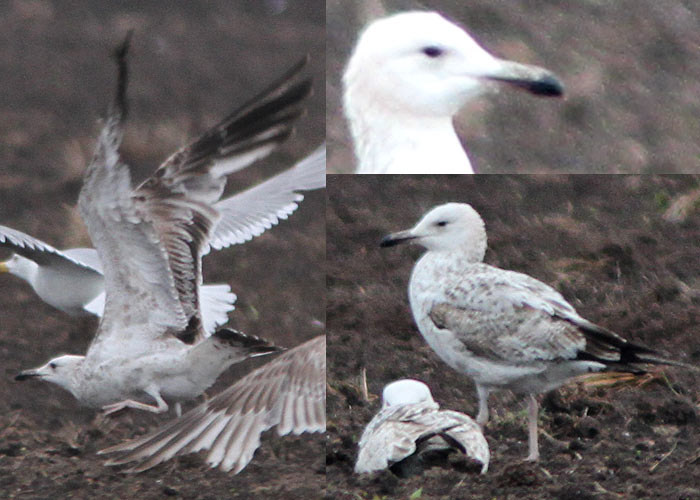 Koldjalg-hõbekajakas (Larus cachinnans)
Raigla, Põlvamaa, 22.5.2012

UP
Keywords: caspian gull