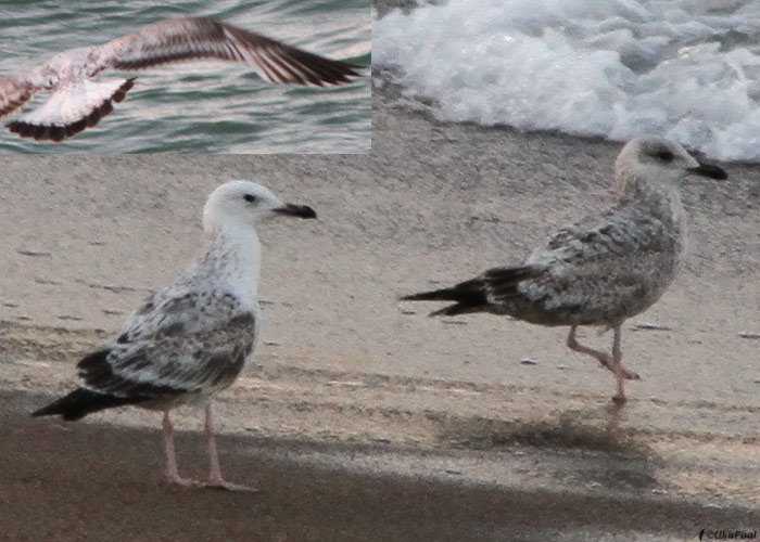 Koldjalg-hõbekajakas (Larus cachinnans) ja hõbekajakas (Larus argentatus)
Ristna, Hiiumaa, 15.5.2012

UP
Keywords: caspian gull