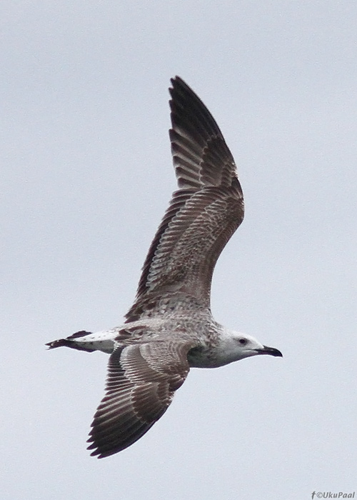 Koldjalg-hõbekajakas (Larus cachinnans) 1a
Sõrve säär, Saaremaa, 7.10.2013. Suurema nokaga isend. 
Igast potentsiaalsest koldjalg-hõbekajakast peaks tegema fotosid nii üla- kui alapoolest. Kui võimalik, siis peaks pildistama lindu nii istuvas kui lendavas poosis. Probleemiks on nii isenditevaheline variatsioon, kui koldjalg-hõbekajaka hübridiseerumine nii hõbe- kui ka lõuna-hõbekajakaga.

UP
Keywords: caspian gull