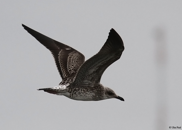 Tõmmukajakas (Larus fuscus) 1a
Põõsaspea neem, september 2014

UP
Keywords: lesser black-backed gull