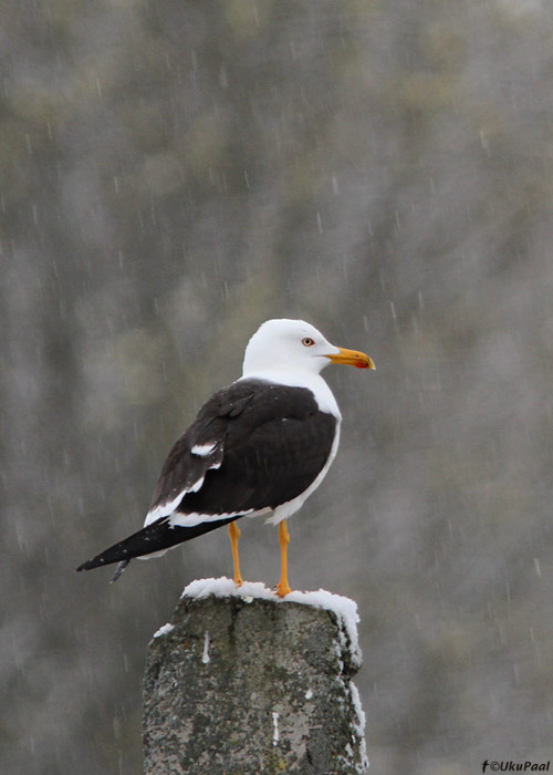 Tõmmukajakas (Larus fuscus)
Pärnumaa, aprill 2010

UP
Keywords: lesser black-backed gull