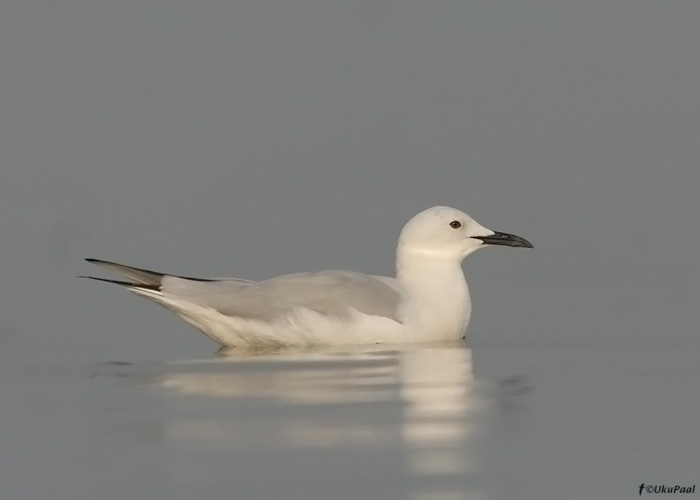 Salenokk-kajakas (Larus genei)
Egiptus, jaanuar 2010
Keywords: slender-billed gull