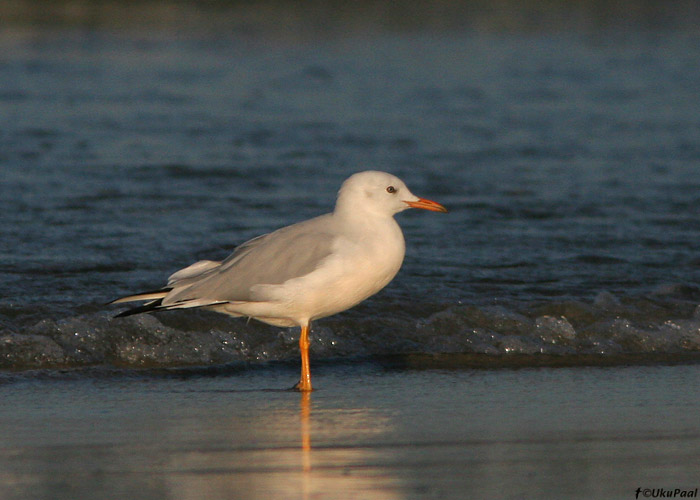 Salenokk-kajakas (Larus genei)
Ma’Agan Mikhael

UP
Keywords: slender-billed gull