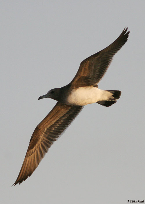 Nõgikajakas (Larus hemprichii)
Egiptus, jaanuar 2010
Keywords: sooty gull
