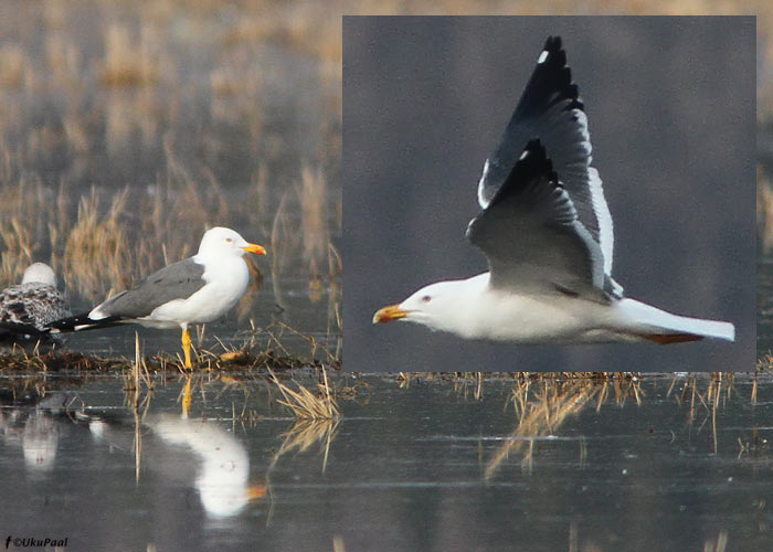 Kirde-tõmmukajakas (Larus fuscus heuglini)
Aardlapalu prügila, Tartumaa, 12.4.2010. Isend on eeldatavasti see alamliik, arvestades ssp. graellsii suurt haruldust. Nende kahe alamliigi eristamine on peaaegu võimatu.

UP
Keywords: heuglini