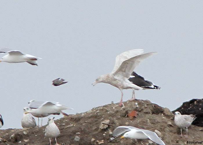 Jääkajakas (Larus hyperboreus)
Jõelähtme prügila, Harjumaa, 9.4.2012

UP
Keywords: glaucous gull