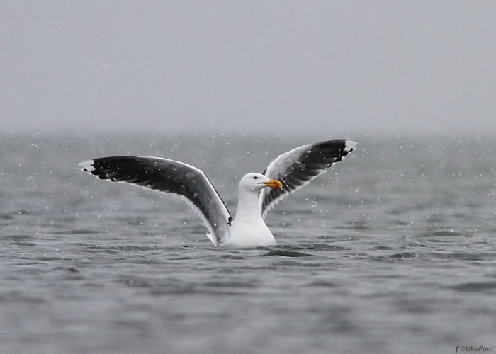 Merikajakas (Larus marinus)
Saaremaa, aprill 2012

UP
Keywords: great black-backed gull