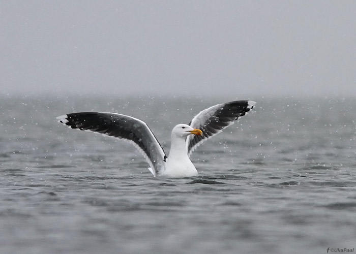 Merikajakas (Larus marinus)
Saaremaa, aprill 2012

UP
Keywords: great black-backed gull