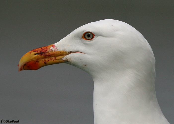 Merikajakas (Larus marinus)
Hornoya saar, Norra, juuni 2008. See isend on just lõunatirgu nahka pannud.
Keywords: black-backed gull