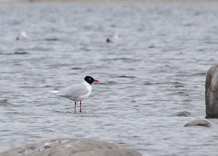 Karbuskajakas (Larus melanocephalus)
Kuralaid, Pärnumaa, 29.5.2013

Tarvo Valker
Keywords: med gull