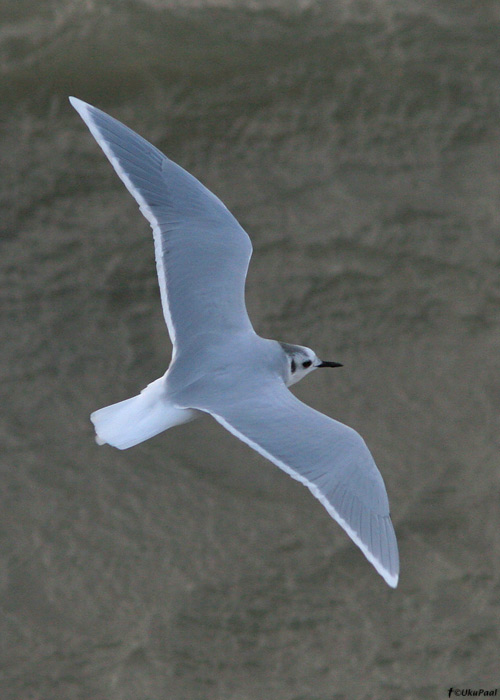 Väikekajakas (Larus minutus)
Hiiumaa, oktoober 2009

UP
Keywords: little gull