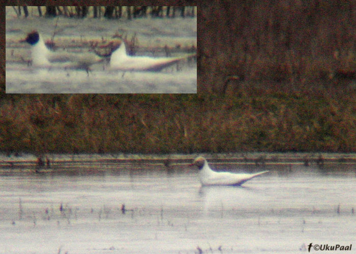 Naerukajakas (Larus ridibundus)
Leukisktlik isend. Ka Eesti esimene väidetav roosakajaks (vaatlus on juba HK's ümber hinnatud) määrati hiljem fotode põhjal leukistlikuks naerukajakaks.
Keywords: black-headed gull