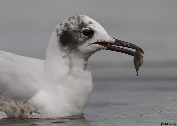 Naerukajakas (Larus ridibundus)
Saaremaa, juuni 2010

UP
Keywords: black-headed gull