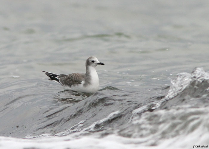 Harksaba-kajakas (Larus sabini)
Harilaid, Saaremaa, 18.10.2009

UP
Keywords: sabine's gull