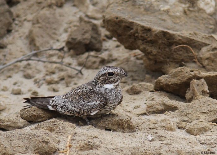 Välja-videvikusorr (Chordeiles acutipennis)
Peruu, sügis 2014

UP
Keywords: LESSER NIGHTHAWK