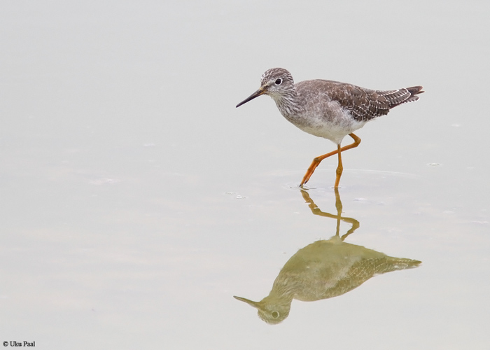 Kollajalg-tilder (Tringa flavipes)
Peruu, sügis 2014

UP
Keywords: LESSER YELLOWLEGS